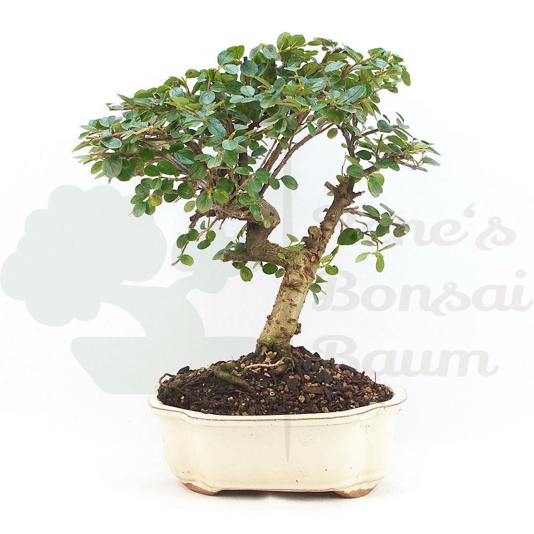 Fächer- Zwergmispel 'Cotoneaster horizontalis'